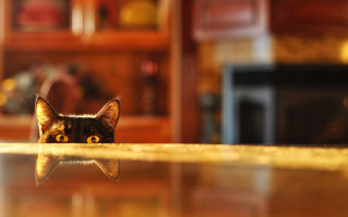 Cat peeking living room bokeh - sharp focus free wallpaper for desktop