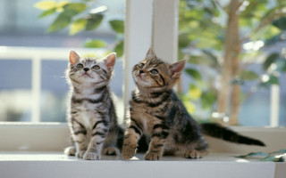 Kittens window sill bokeh photorealistic - free cats wallpaper
