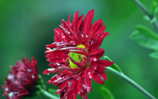 Red flower water droplets macro 26 - a green center free wallpaper for desktop