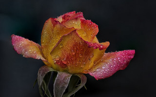 Flower water droplets macro art - a single flower free wallpaper