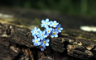 Blue flower wood log moss - a forest floor free wallpaper