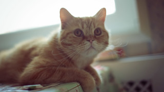 Sad cat portrait blurry depth - canon 5 0 mm free wallpaper