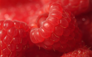 Raspberries macro photorealism red background - berry free wallpaper