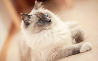 Cat blue eyes laying on 3 - its paw free wallpaper for desktop