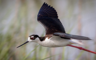 Bird eagle crow flying wings - animal free wallpaper