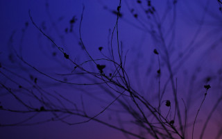 Purple sky tree branch leaves - a few leaf free wallpaper for desktop