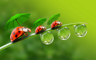 Ladybugs green leaf raindrops macro - a green leaf free wallpaper