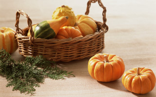 Pumpkins gourds harvest fall folk - a plant in the background free wallpaper