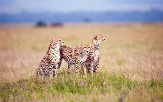 Cheetah field gazelle wildlife photography - free cats wallpaper