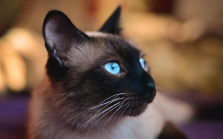 Siamese blue eyes cat portrait - felix octavius carr darley free wallpaper for desktop