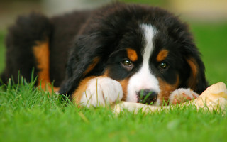 Dog grass bone cute blurry - edwin landseer free wallpaper
