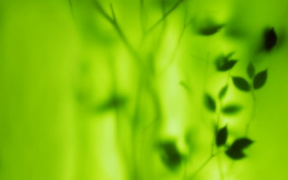Blurry plant leaves green background - a microscopic photo free wallpaper