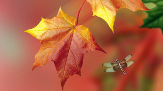 Dragonfly leaf red background cloisonnism - a green leaf free wallpaper