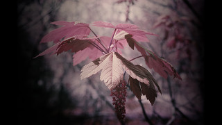 Tree berries leaves forest pink - aileen eagleton free wallpaper