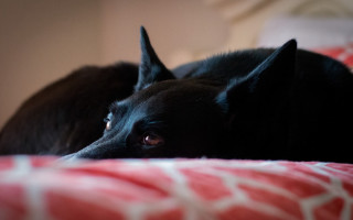 Black dog bed red blanket - a black dog free wallpaper