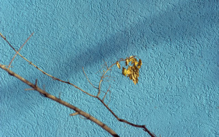 Yellow leaf branch blue wall - a yellow leaf free wallpaper