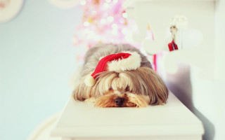 Dog santa hat christmas tree - a christmas tree in the background free wallpaper