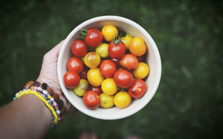 Tomato bowl hand green lawn - grass free wallpaper