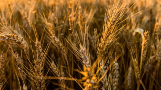 Wheat field autumn fire sunset - heavy grain free wallpaper