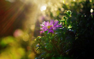 Purple flower macro lens flare - anamorphic free wallpaper for desktop