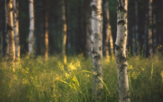 Forest trees grass bokeh city - tall tree and grass free wallpaper