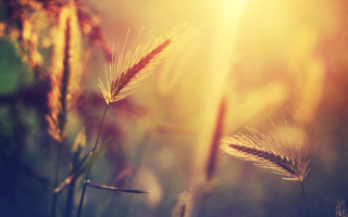 Plant leaves sunset glow grass - a close up of a plant free wallpaper for desktop