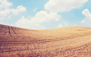 Wheat field sky clouds city - heavy free wallpaper