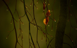 Rainy tree branch leaves drops - the rain free wallpaper for desktop