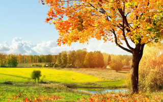 Tree yellow leaves field stream - autumn free wallpaper for desktop