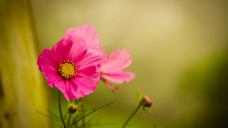 Pink flower blooming green stem - a pink flower free wallpaper for desktop