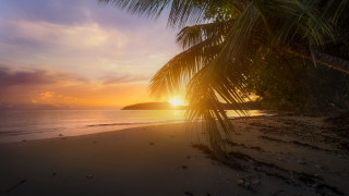 Palm tree beach sunset mountain - the background and a mountain in the distance free wallpaper
