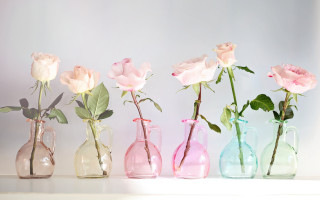Pink white roses vases shelf - a shelf free wallpaper