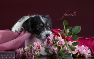 Puppy flower bouquet pink scarf - feminine free wallpaper