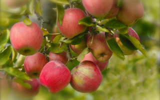 Apples hanging branch leaves blurry - branch and a blurry background free wallpaper