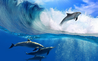 Dolphins ocean wave beach sky - the water below free wallpaper