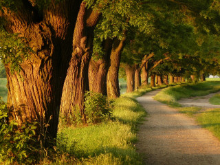 Path trees grassy field golf - grassy free wallpaper for desktop