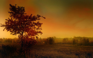 Tree sunset autumn leaves matte - hue free wallpaper
