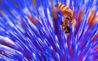 Bee purple flower macro planet - a bee free wallpaper