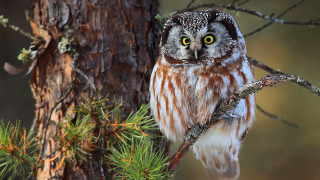 Small owl yellow eyes tree 2 - a small owl free wallpaper for desktop