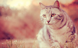 Serious cat in field photorealistic - animal photography free wallpaper for desktop