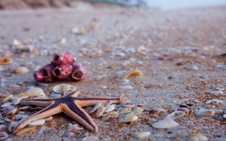 Starfish shells beach shell shallow - free beach wallpaper for desktop