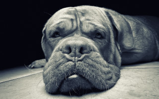 Dog laying floor head closed - his nose free wallpaper