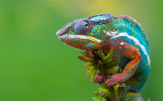 Colorful chameleon branch leaves gradient - a colorful chamelon free wallpaper
