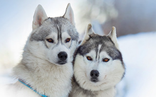 Husky snow dogs serious eyed - the snow together free wallpaper