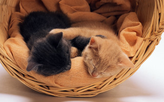 Kittens sleeping basket white blanket - a still life free wallpaper