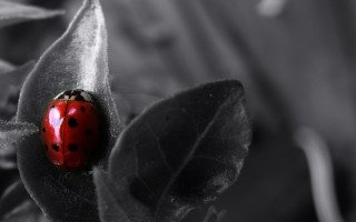 Ladybug leaf plant macro nature - top of a leaf free wallpaper