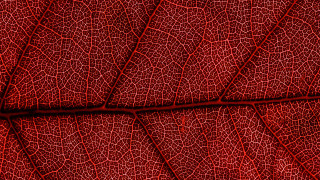Red leaf veins macro art - a white border free wallpaper