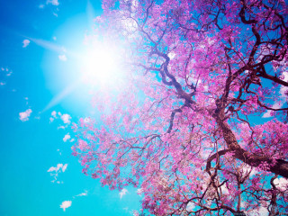 Pink cherry blossoms sunlight outdoors - a clear day free wallpaper for desktop