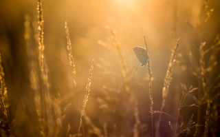 Butterfly grass sunset city horizon - tall free wallpaper