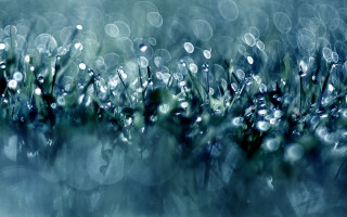 Grass water drops macro underwater - a close up of a grass free wallpaper